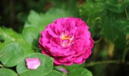 王宝芹整形医生-邢台市王宝芹医生鼻翼缩减手术整形好不好